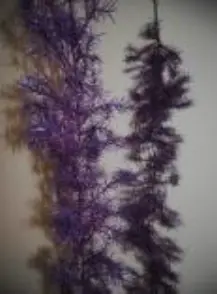 Algues 1m80 mauves