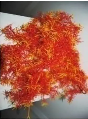 Algues orange 1m80