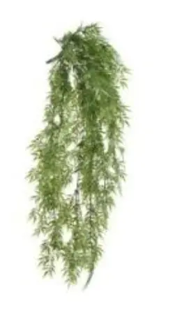 Algues vert clair grappe