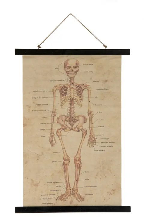 Ancienne carte Squelette humain didactique