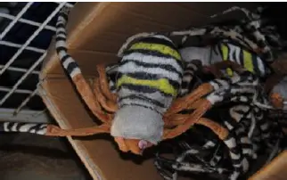 Araignée tarentule XL