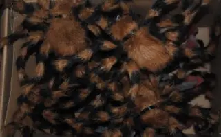 Araignée velue marron