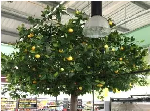 Arbre boule géant 3m50 citronnier