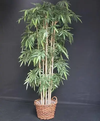 Bambou dans pot 2m20