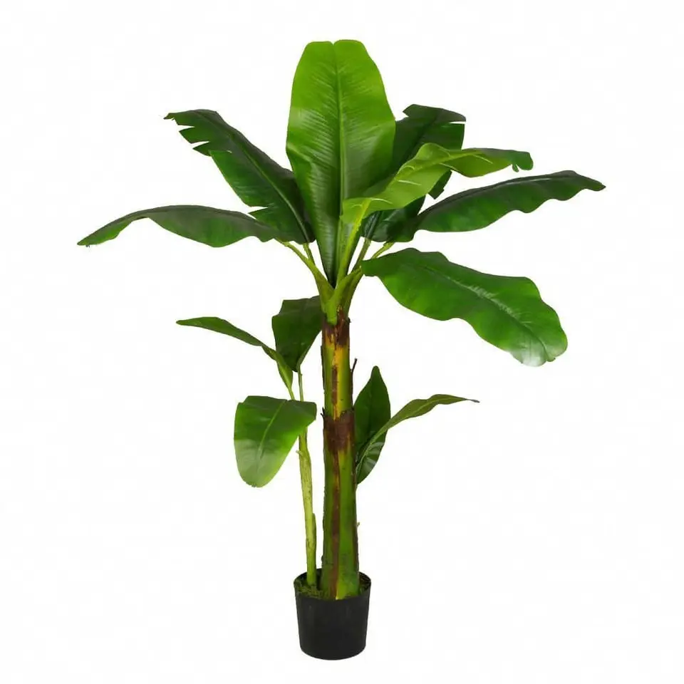 Bananier 1m50 (pot panier)