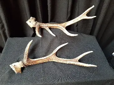 Bois de cerf (paire)