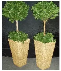 Buis boule (2 boules)