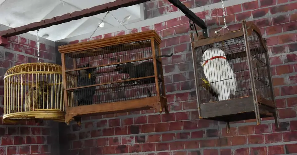 Cage à oiseaux ancienne avec décor oiseaux etc grande