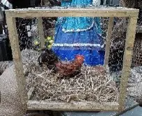 Cage avec poule