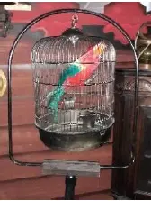Cage sur pied avec perroquet