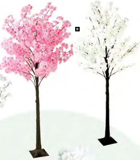 Cerisier du Japon 2m blanc