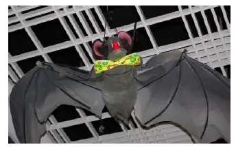 Chauve souris géante 1m20