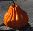 Citrouille XL