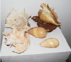 Coquillages XXL