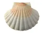 Coquille saint Jacques