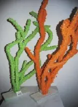 Corail vert