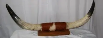 Corne de taureau