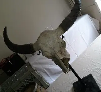 Crâne de buffle à suspendre