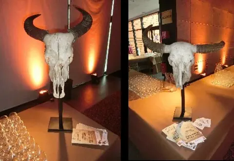 Crâne de buffle à suspendre