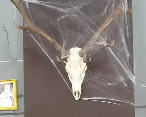 Crâne de cerf 1m