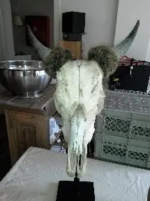 Crâne sur socle
