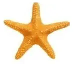 Etoile de mer