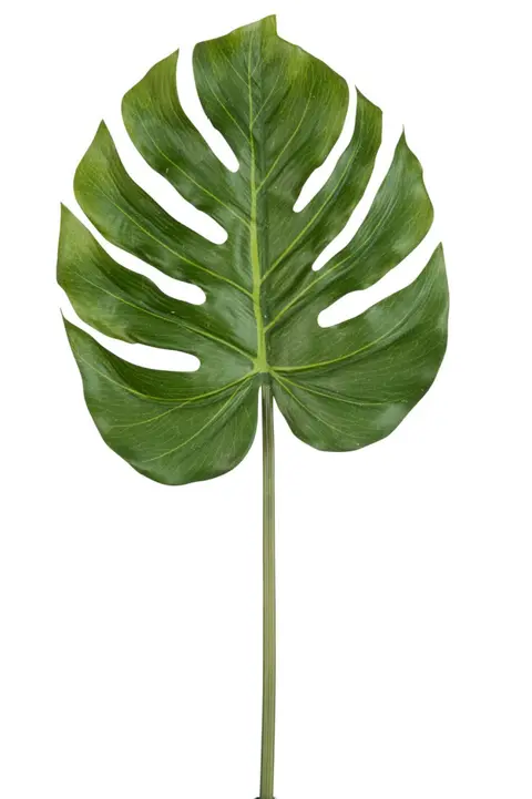 Feuille Philodendron