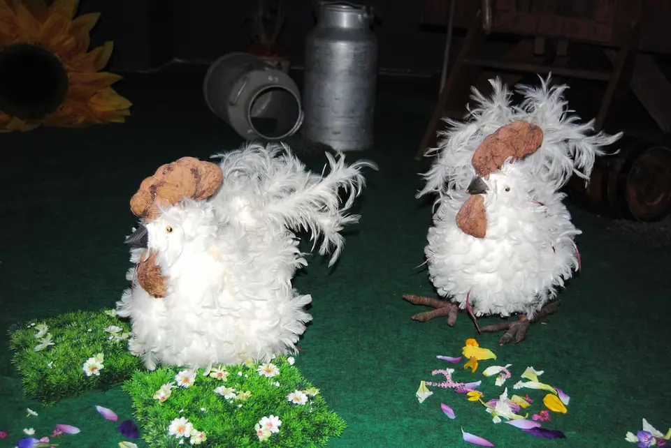 Grosse poule plumes blanches