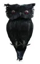 Hibou noir