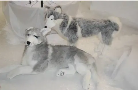 Husky chien de traineau