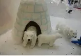 Igloo taille 1