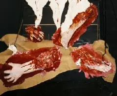 Membre coupé 50cm