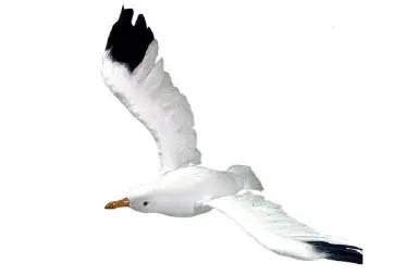 Mouette avec plumes (petite)