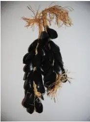 Moules dans panier en fer