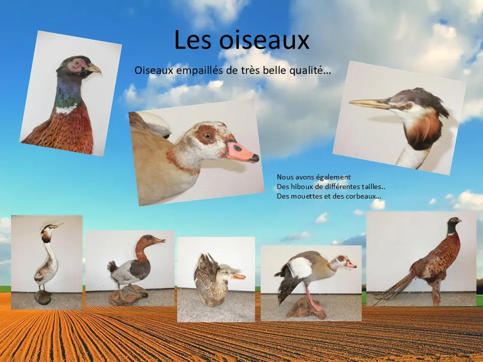 Oiseaux empaillés