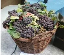Panier de vendange avec raisin