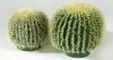 Petit cactus boule