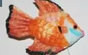 Petit poisson coloré à paillettes