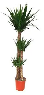 Plante exotique