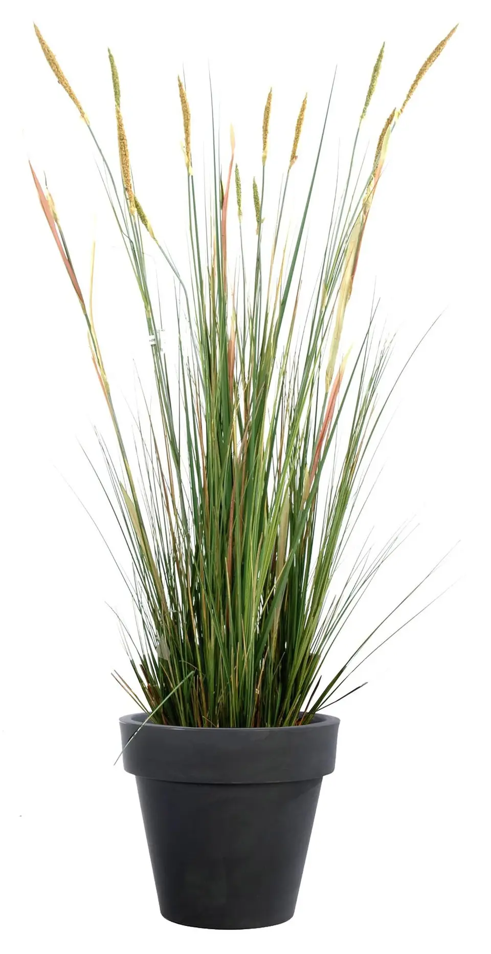 Plante "Mer du Nord" grande