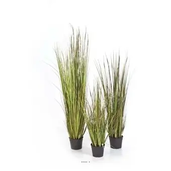 Plante "Mer du Nord" moyenne