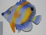 Poisson plat moyen