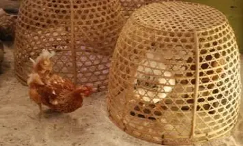 Poulailler chinois osier