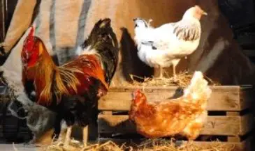 Poule et coq naturel