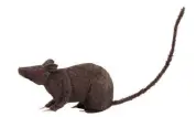 Rat de navire gros (+/- 35cm)