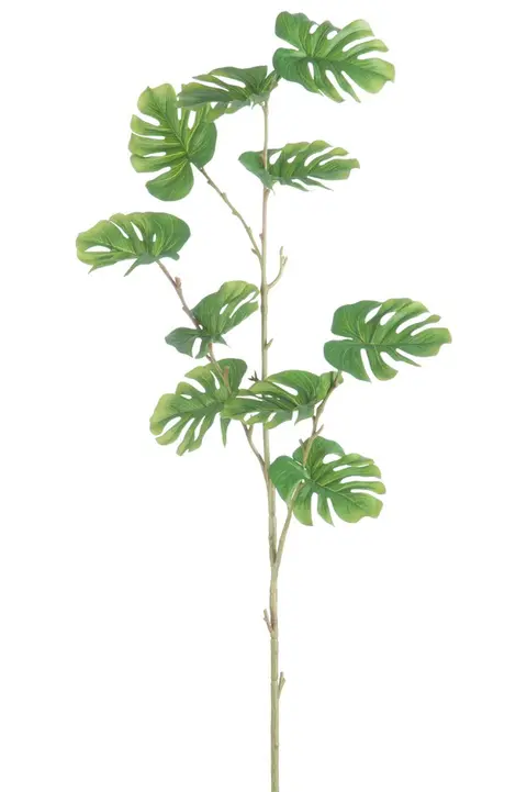 Tige avec +/- 10 feuilles Philodendron